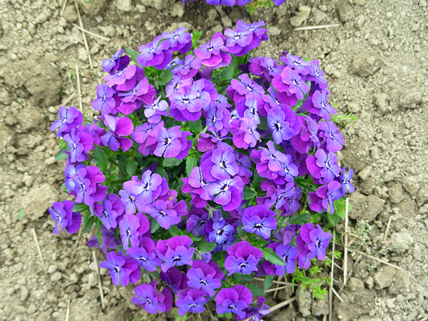 pansy in flower